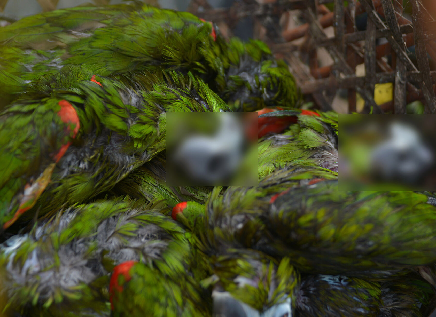 Dead Parrots